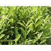 Prunus%20laurocerasus%20Elly%2001