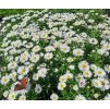 Aster%20Magic%20White01