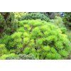 Pinus densiflora Low Glow 02