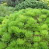Pinus densiflora Low Glow 01