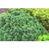 Pinus%20mugo%20Mini%20Globus%2001