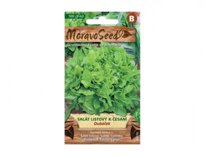 Salát listový k česání DUBÁČEK, zelený 66370