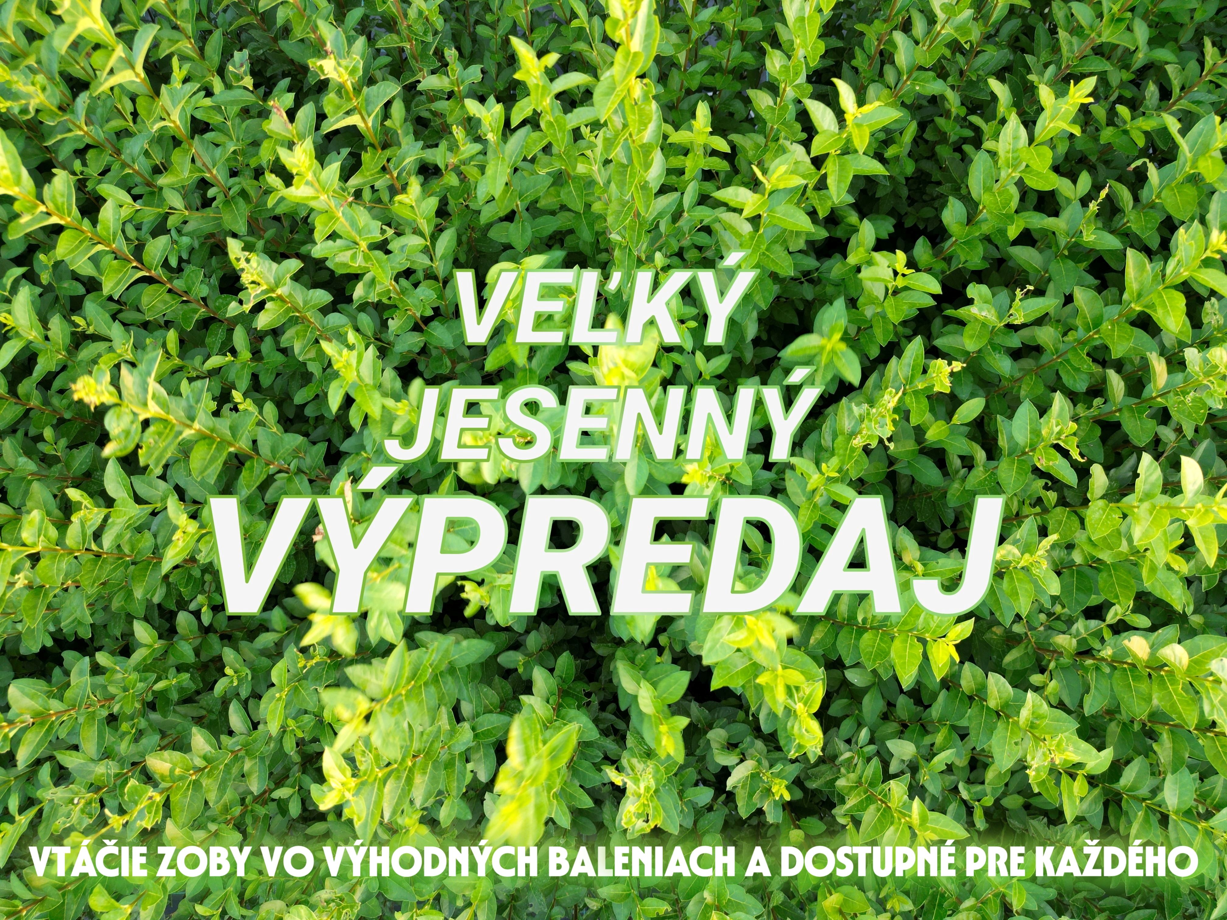 Vtáčí zob Ligustrum