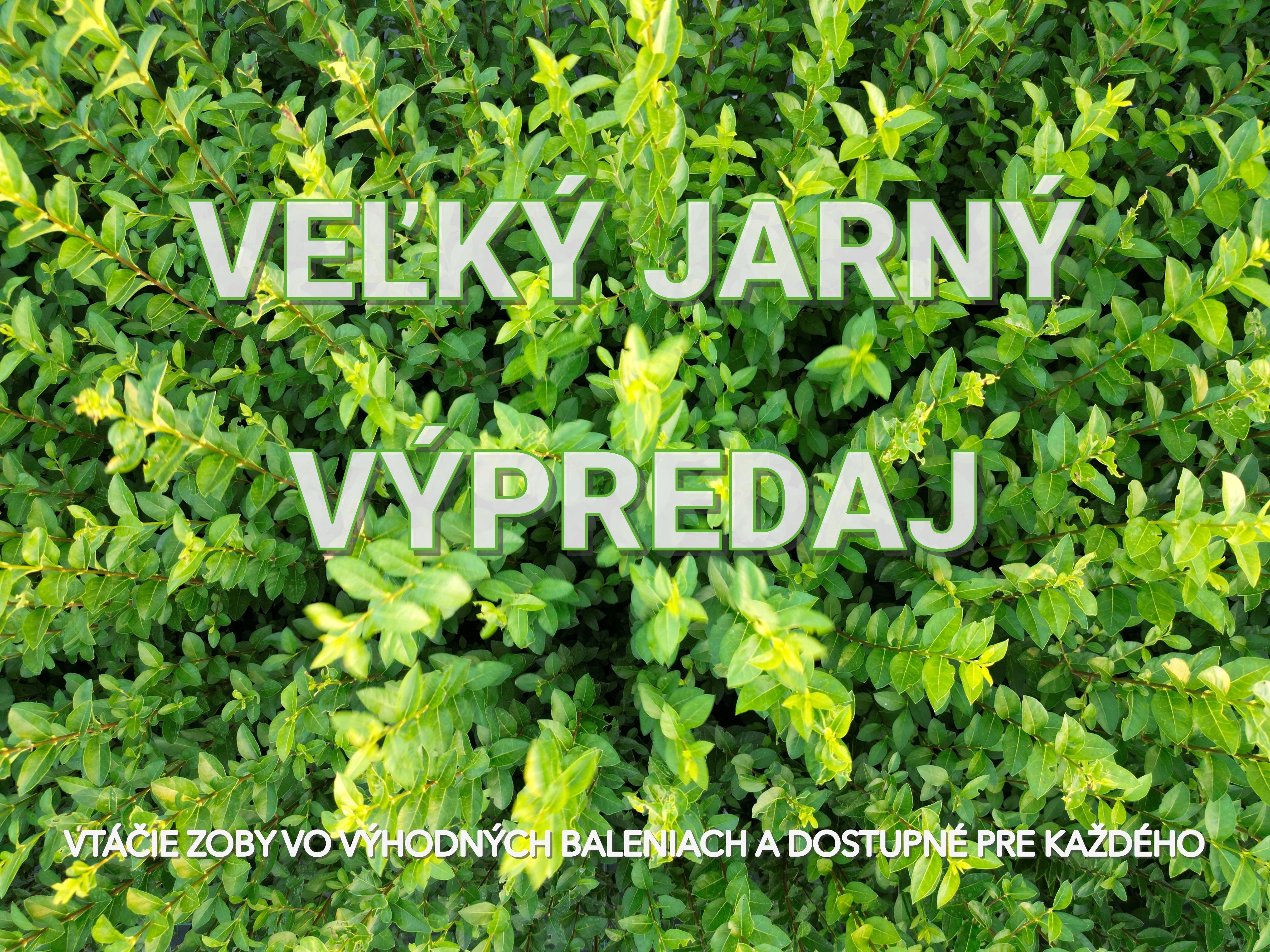 Vtáčí zob Ligustrum