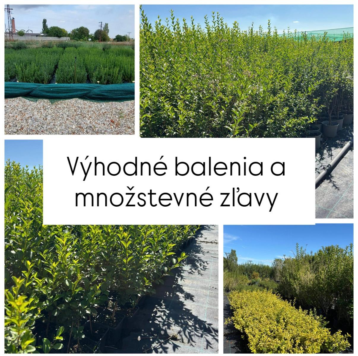 Vtáčí zob Ligustrum