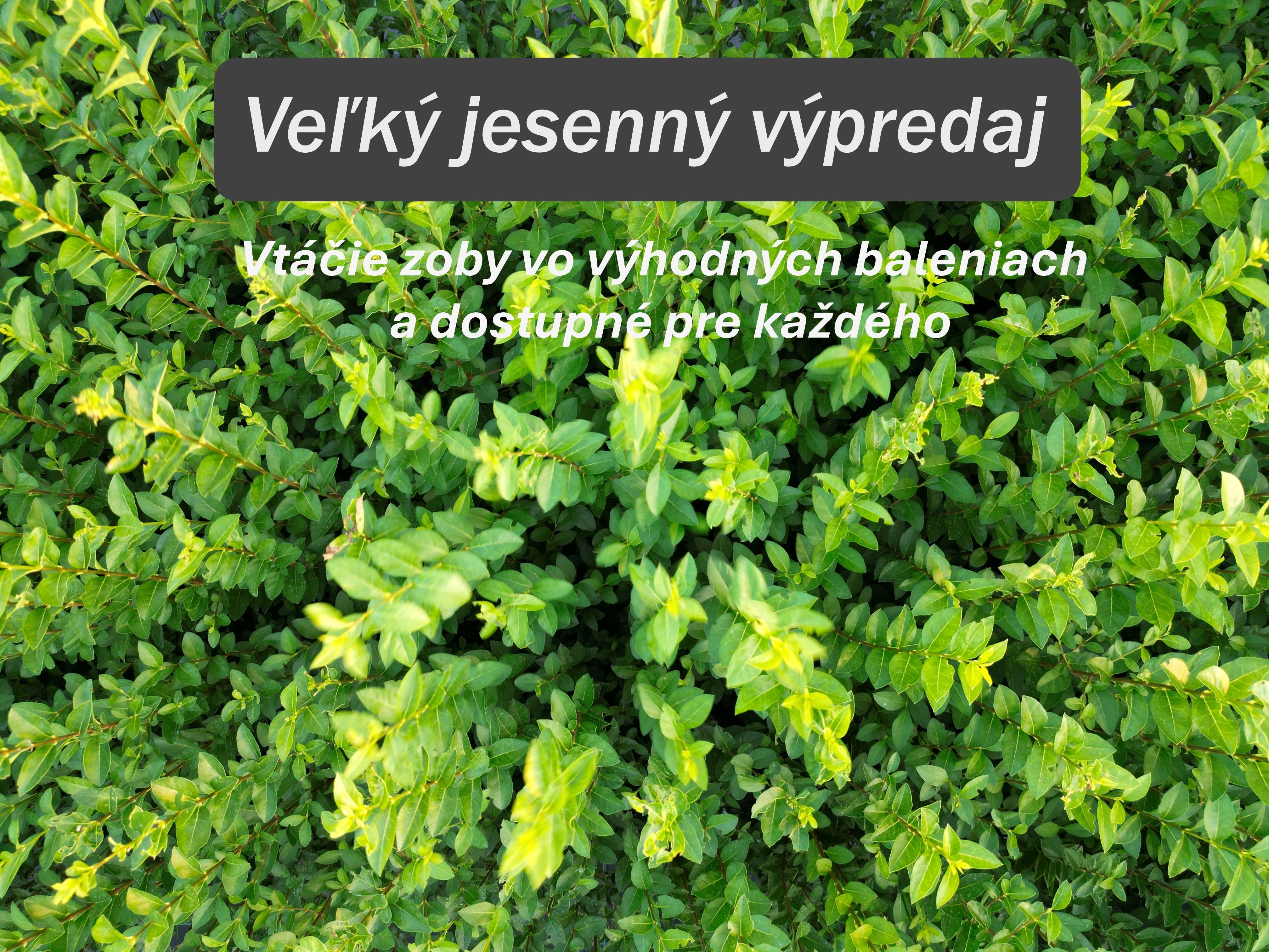 Vtáčí zob Ligustrum