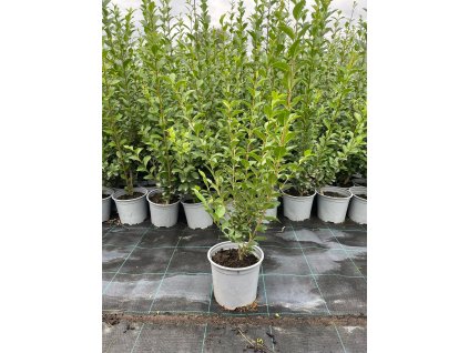 Balenie na 5 bm živý plot