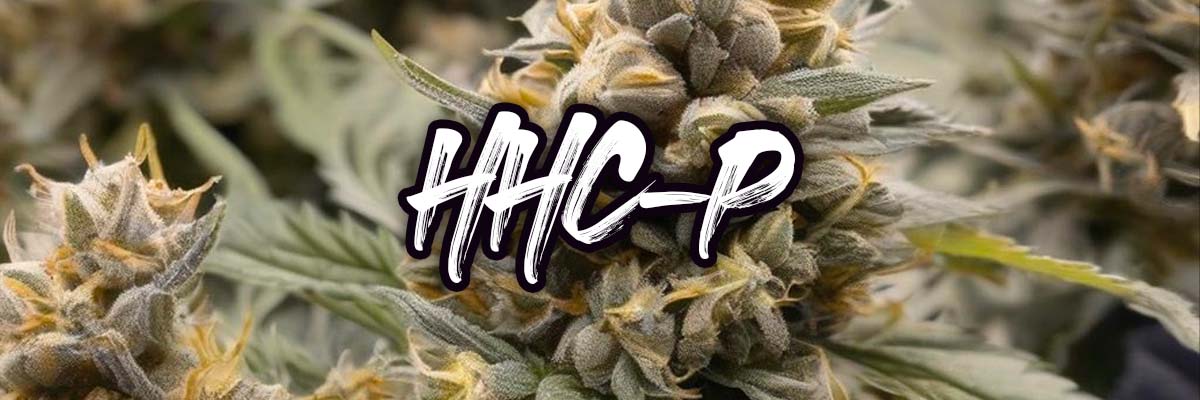 Co je HHC-P a jaké má účinky?