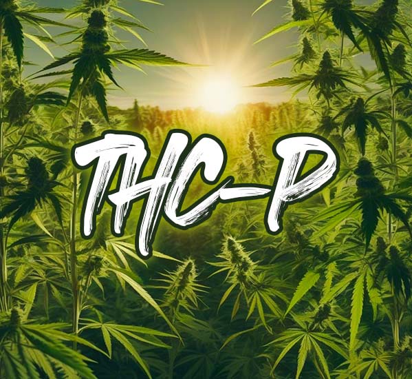 Co je THC-P?