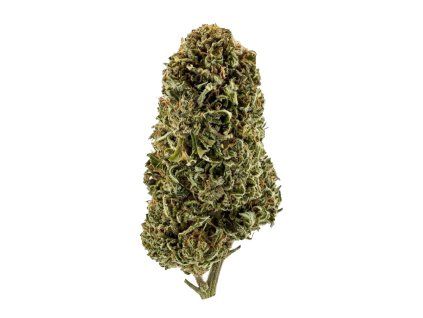 white widow kvety hhcx