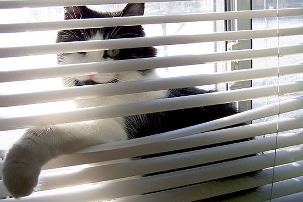 Mačky milujú silóny