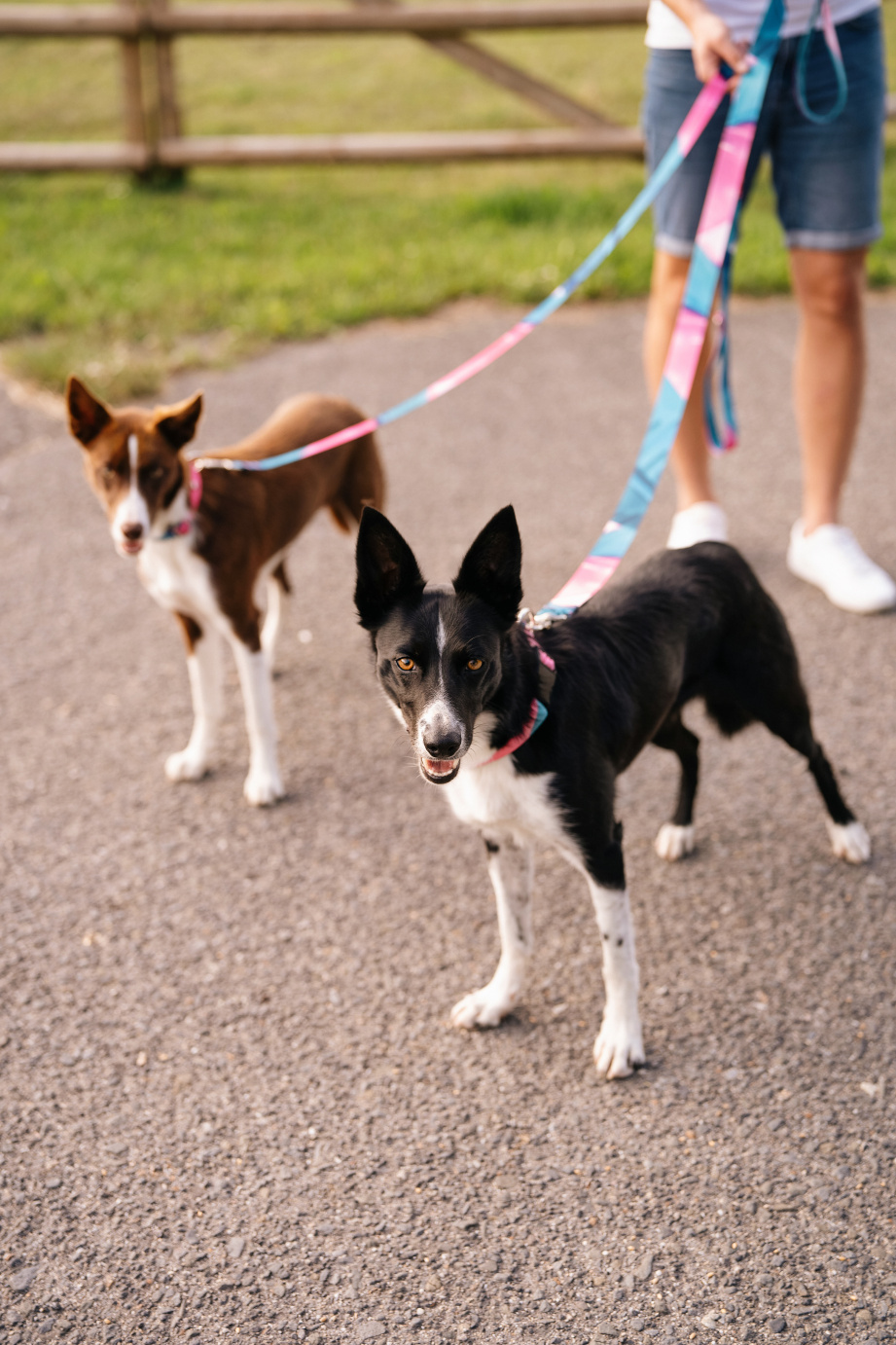 Správná chůze psů na vodítku: Tipy a rady pro harmonické venčení