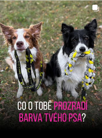 Co o tobě prozradí barva tvého psa, příspěvek na Instagramu ZAMIDOG