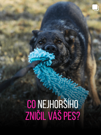 Co nejhoršího zničil váš pes, příspěvek na Instagramu ZAMIDOG