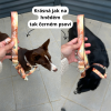 klasikcé vodítko s obojkem pro psa od zamidog