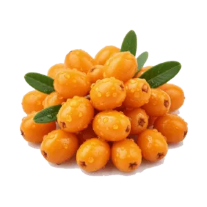 Rakytník