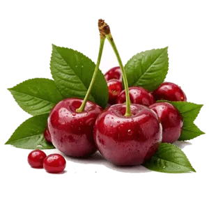 Višňa