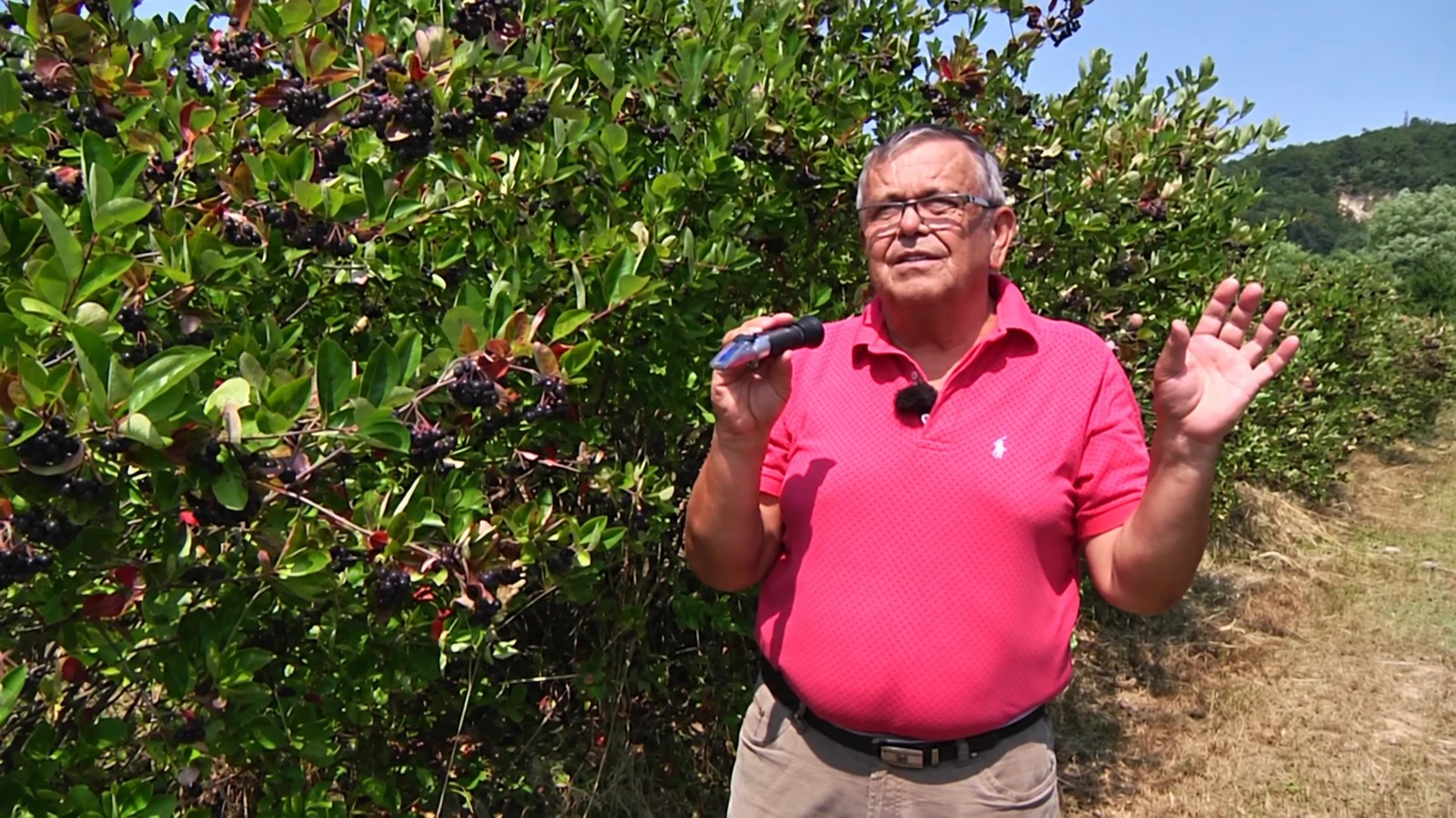 Zakladateľ Imrich Hrubý na plantáži arónie