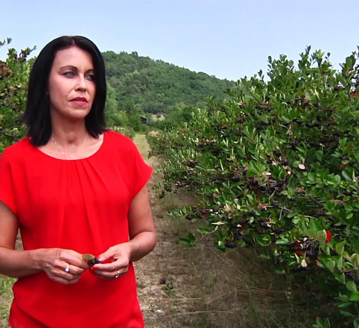 Ing. Lucia Harmociová s plodmi arónie na plantáži