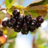 aronia plody
