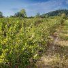 zamio plantaz aronia