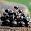 aronia zamio plody 2025