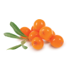 rakytnik