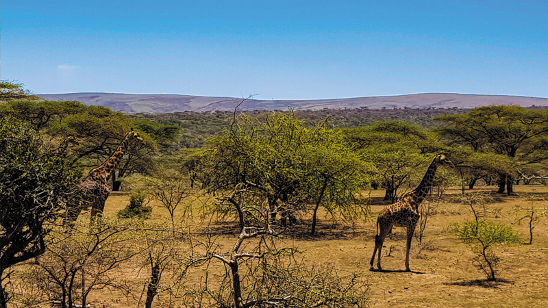 Ngorongoro-National-Park-Tanzanie