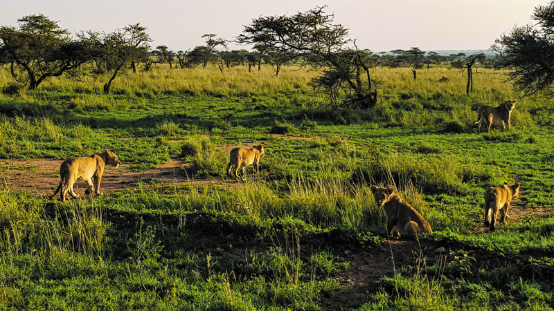 Tarangire-national-park-tanzanie