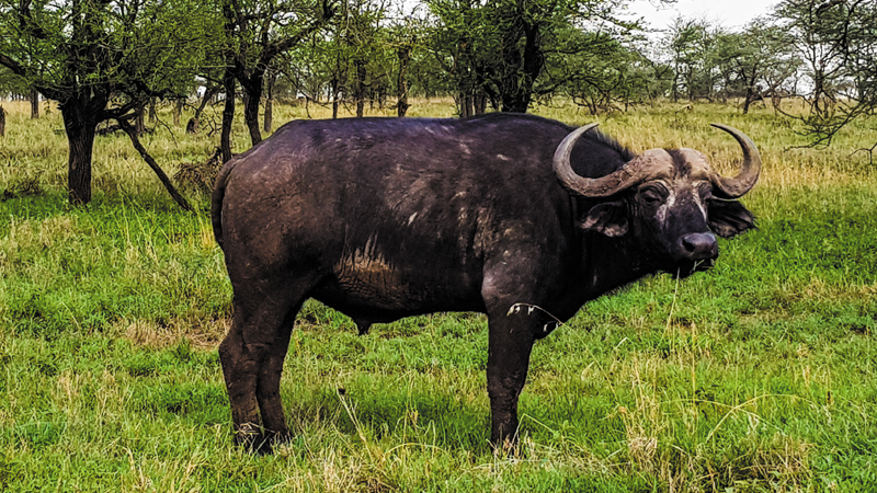 tarangire-national-park-tanzanie-2