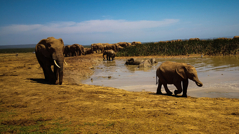 jar-safari-addo-elephan-park