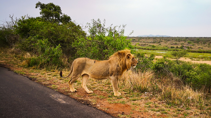 safari-ev-kruger-park-jar-zapakuj