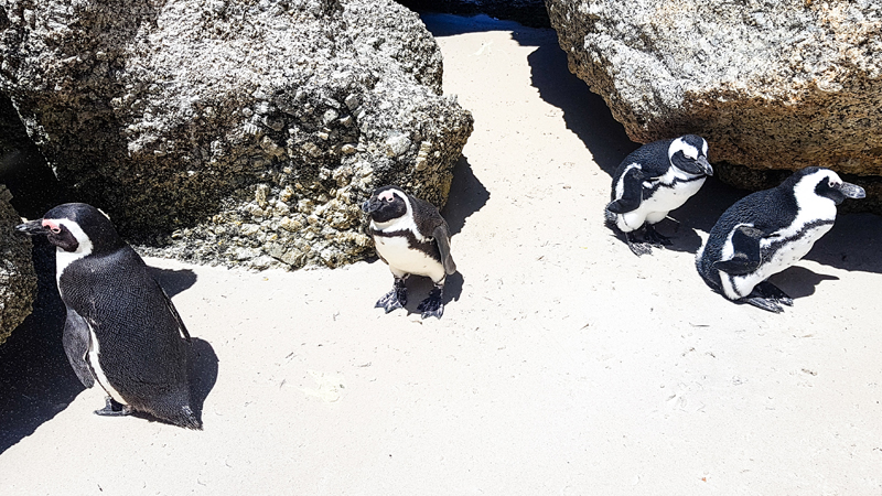 tucnaky-jihoafricka-reublika-boulders-beach