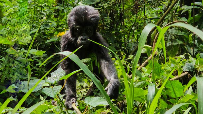 bwindi-gorily-uganda-zapakuj