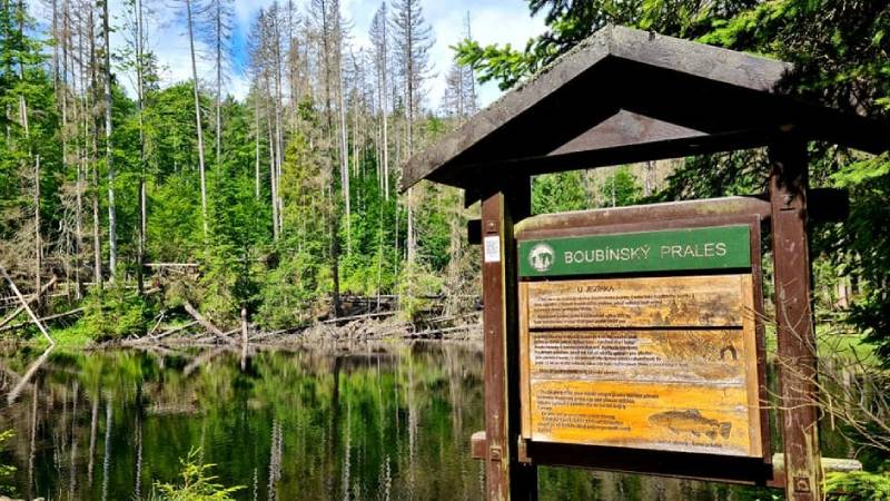 sumava-boubinsky-prales