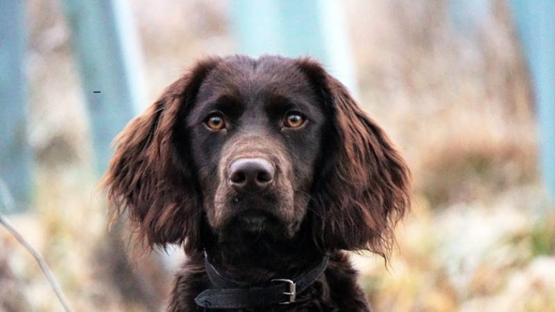 Cestovanie so psom: praktické rady, tipy a triky pre pohodovú dovolenku