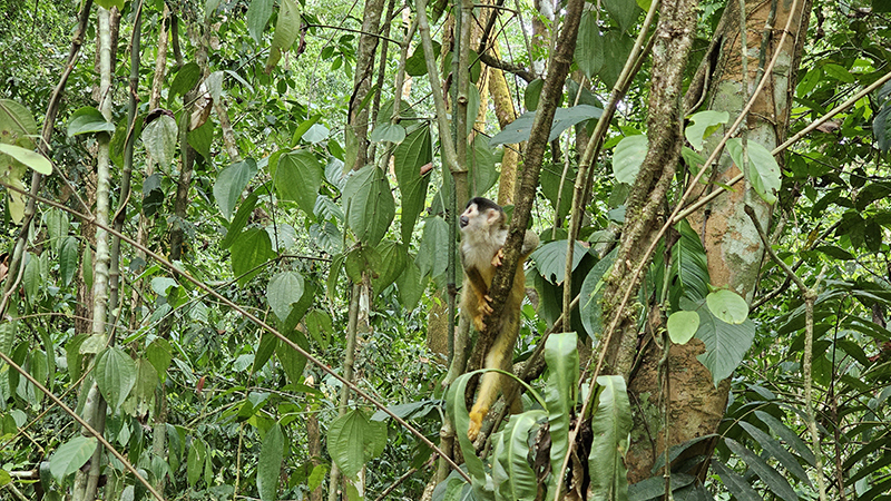 opice-corcovado
