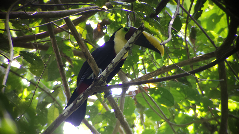 tukan-corcovado