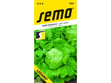 vyr 26463857 salat hlavkovy LEDANO