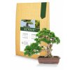 vyr 237976 ectovit bonsai new