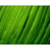 Raffia Chunky