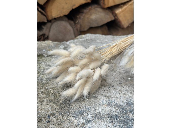 Sušený lagurus bělený - svazek 40 cm (cca 50 ks)