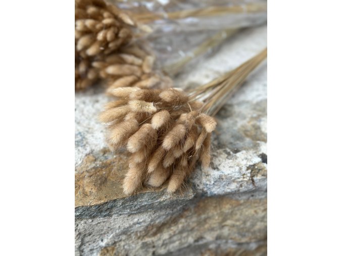 Sušený lagurus NATUR- svazek 40 cm (cca 50 ks)