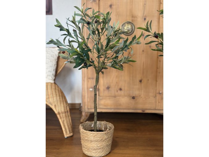 Olivovník v květináči - 90 cm