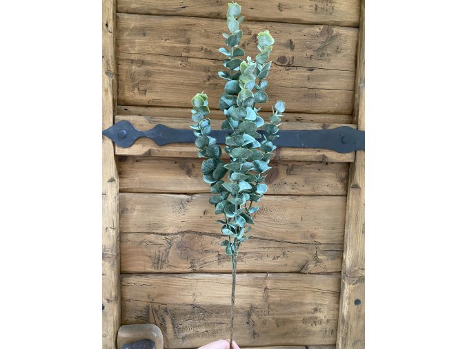 Eukalyptus