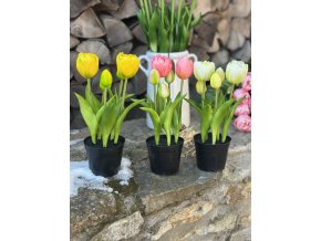 Tulipány nízké (v květináči)