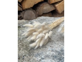 Sušený lagurus bělený - svazek 40 cm (cca 50 ks)