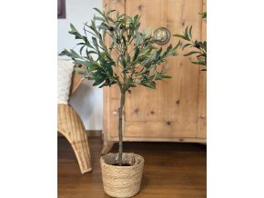 Olivovník v květináči - 90 cm