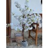 Rozkvetlý stromek Sakura (bílá) - 120 cm