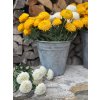 Dahlia trsová (jiřina) - 2 barvy PREMIMUM kvalita